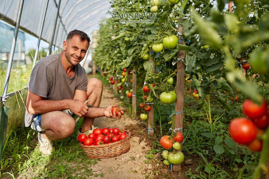 4 cách trồng cà chua tại nhà thành công 100%