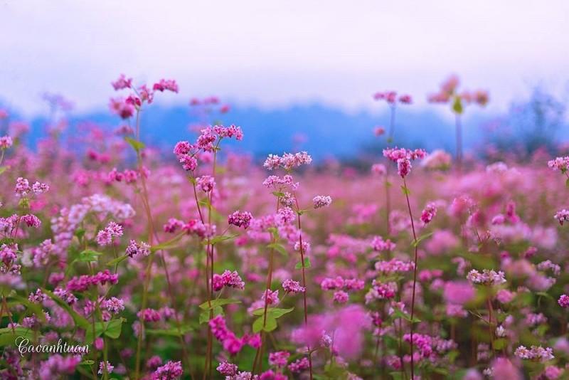 Mùa hoa tam giác mạch Hà Giang tháng nào đẹp nhất?