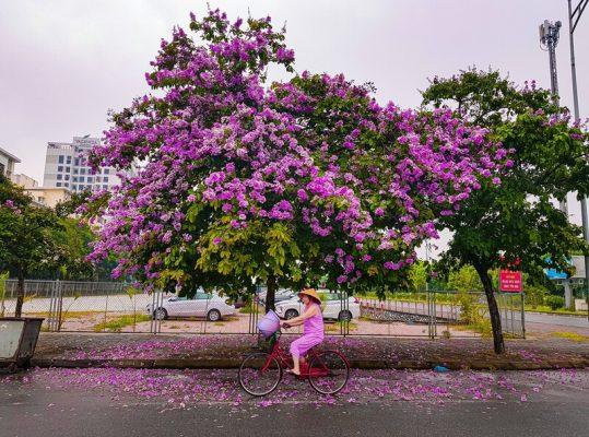 Hoa bằng lăng trắng