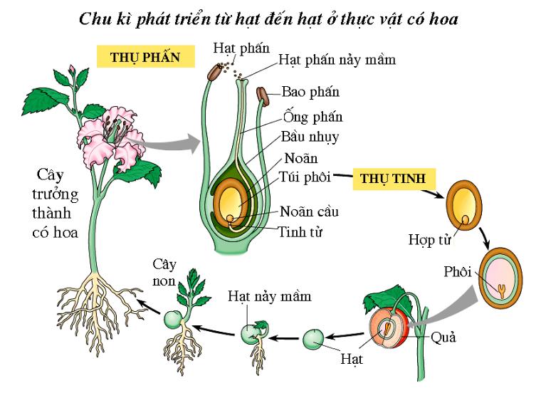 Điều không đúng khi nói về hạt?