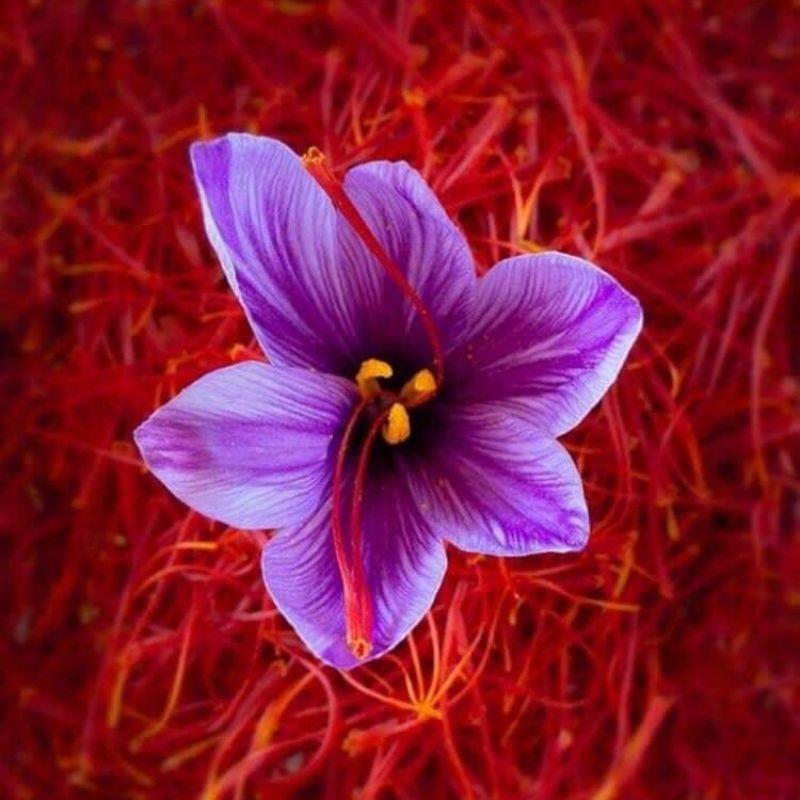 Saffron Nhụy Hoa Nghệ Tây Bahraman Chính Hãng Hủ 1 gram – Phiên Bản Cao Cấp