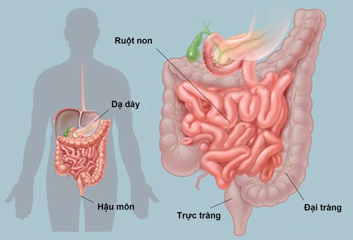 Sinh 8 bài 28: Tiêu hóa ở ruột non