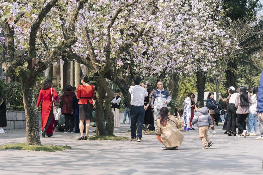 Săn lùng các “tọa độ” check-in hoa ban tím tại Hà Nội