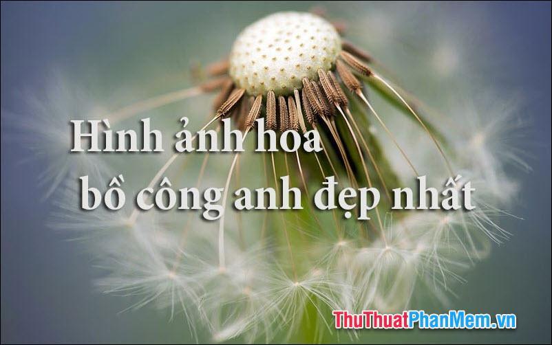 50+ Bức tranh hoa Bồ Công Anh - Tổng hợp những tác phẩm nghệ thuật về hoa Bồ Công Anh đẹp nhất