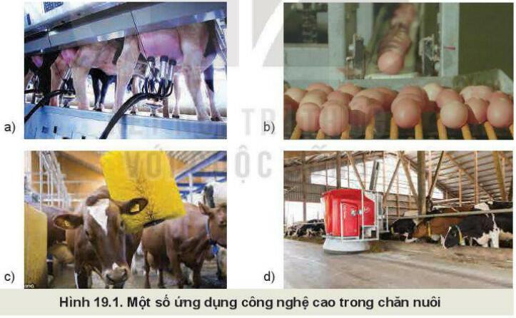 Lý thuyết Công nghệ 11 Bài 19 (Kết nối tri thức): Chăn nuôi công nghệ cao (ảnh 1)