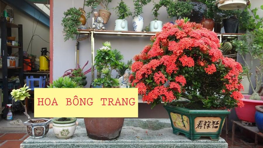 Có nên trồng cây bông trang trước cửa nhà không?