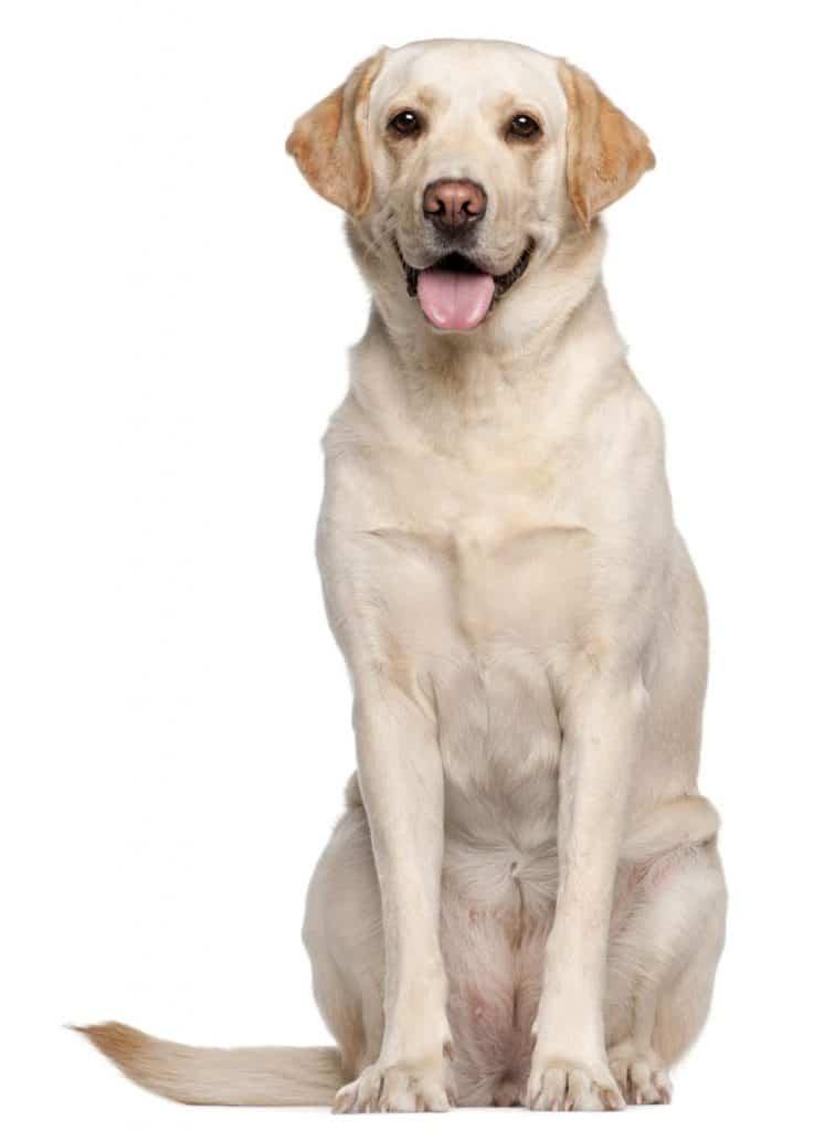 Labrador