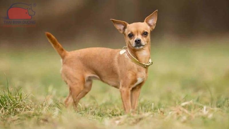 Chó chihuahua: Nguồn gốc, đặc điểm, cách nuôi, giá bán