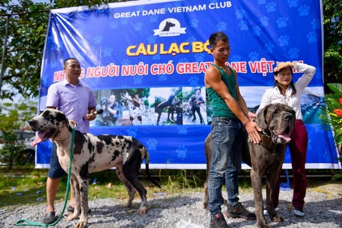 Loài chó hung dữ nặng hơn 100 kg xuất hiện ở Việt Nam giá gần 500 triệu