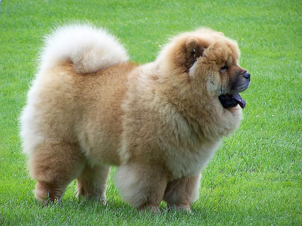 Mua Bán Chó Gấu Chow Chow Con, Chow Chow Lông Trắng Lai Đẹp Giá Rẻ