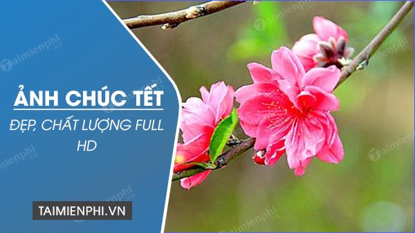 Chia sẻ niềm vui Tết 2023, gửi đến mọi người lời chúc tốt đẹp dịp năm mới Quý Mão