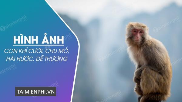 Hình ảnh con khỉ cười, chu mỏ, hài hước, dễ thương