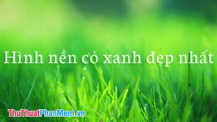 Những bức tranh cỏ xanh đẹp nhất