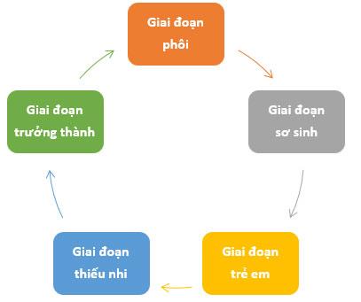 KHTN Lớp 7 Bài 34: Sinh trưởng và phát triển ở sinh vật  Giải sách Khoa học tự nhiên lớp 7 Chân trời sáng tạo trang 155