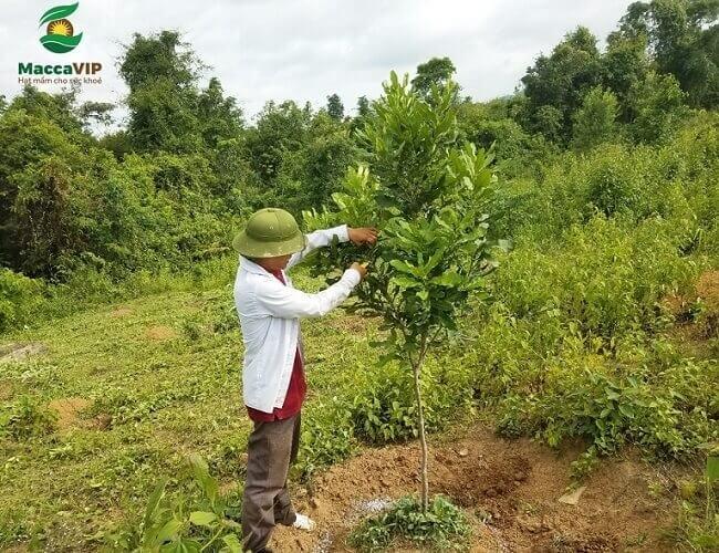 Cây trồng Macca Việt Nam