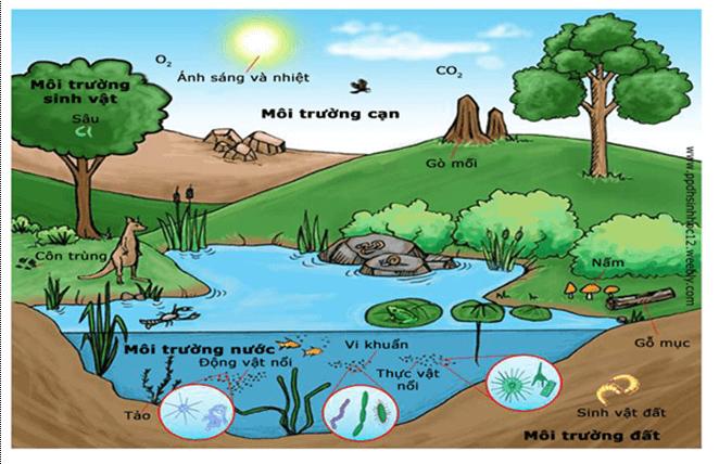 Môi trường sống và các nhân tố sinh thái - Sinh học 12