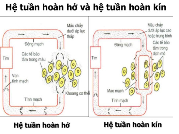 Giải bài 7 trang 30 SBT Sinh học 11