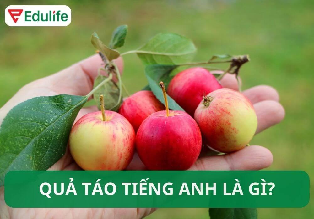 Quả táo tiếng Anh là gì? Idioms về quả táo trong tiếng Anh