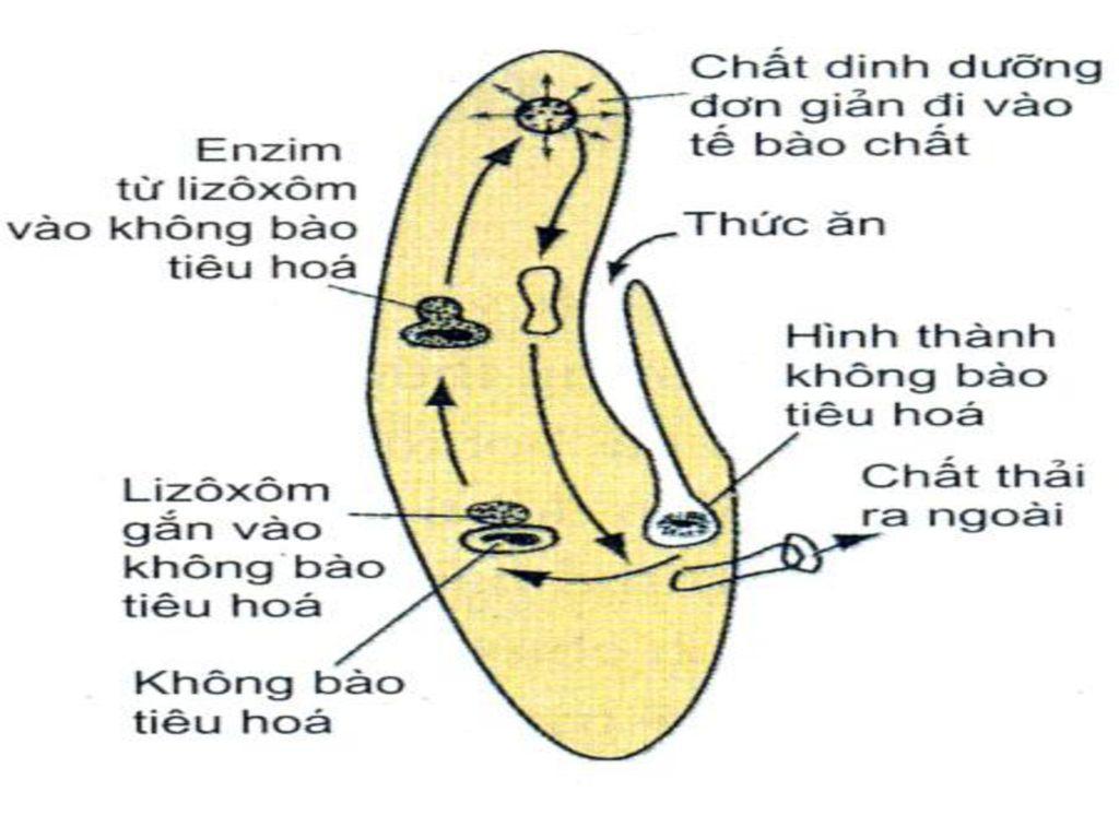 Sự Khác Nhau Giữa Tiêu Hóa Nội Bào và Tiêu Hóa Ngoại Bào