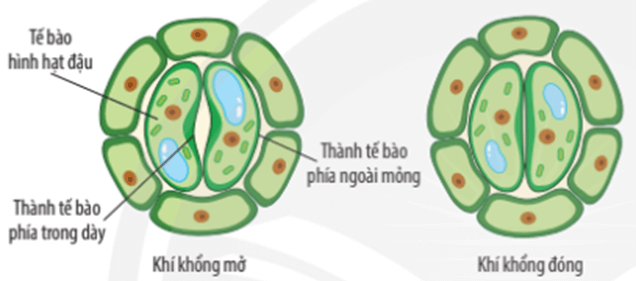 Lý thuyết KHTN 7 Chân trời sáng Bài 27: Trao đổi khí ở sinh vật | Khoa học tự nhiên 7