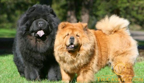 Chow chow – chó sư tử xù đáng yêu nhất quả đất