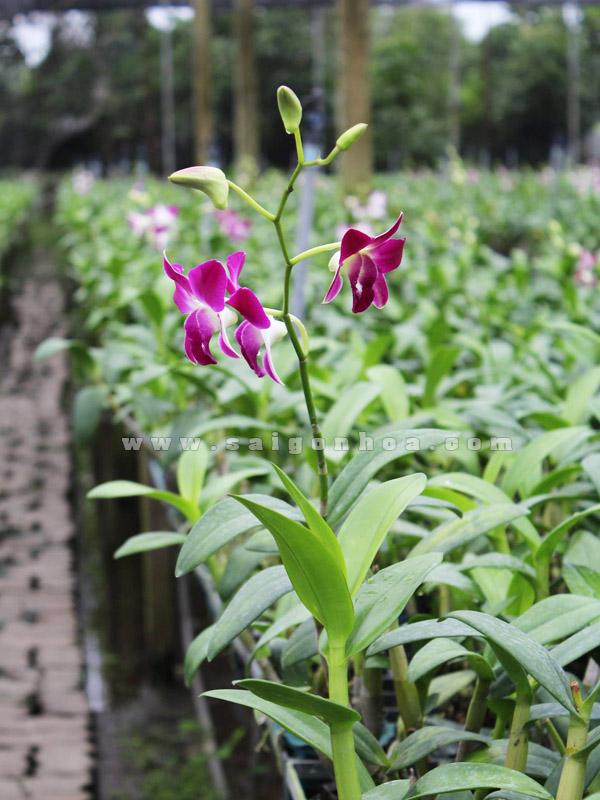 Hoa Lan Dendro Màu Trắng Tím