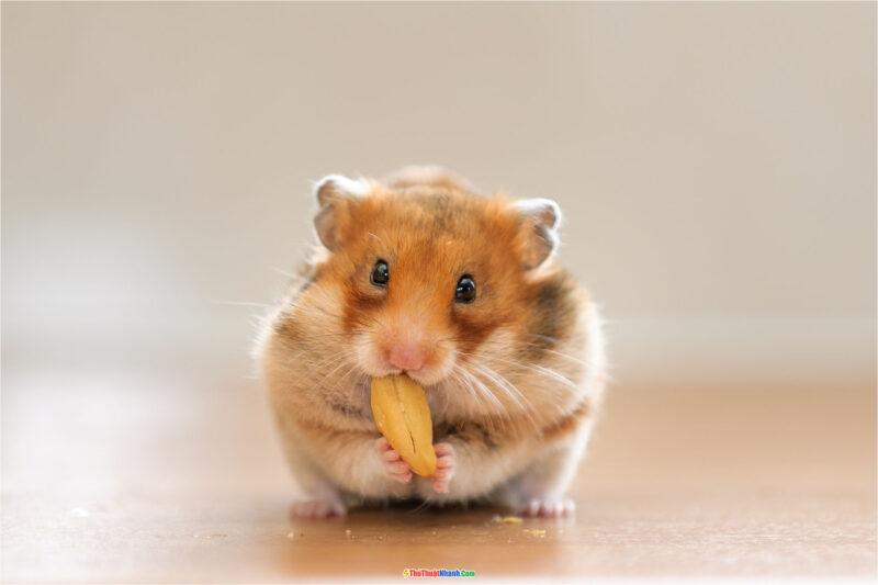 99+ Ảnh Chuột Hamster Hài Hước, Cute, Dễ Thương Nhất