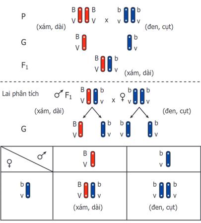 Lý thuyết Sinh học 9 Bài 13: Di truyền liên kết (ảnh 1)