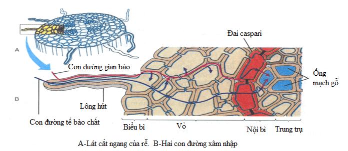 102 câu Trắc nghiệm Sinh học 11 Bài 1 có đáp án 2023: Sự hấp thụ nước và muối khoáng ở rễước và muối khoáng