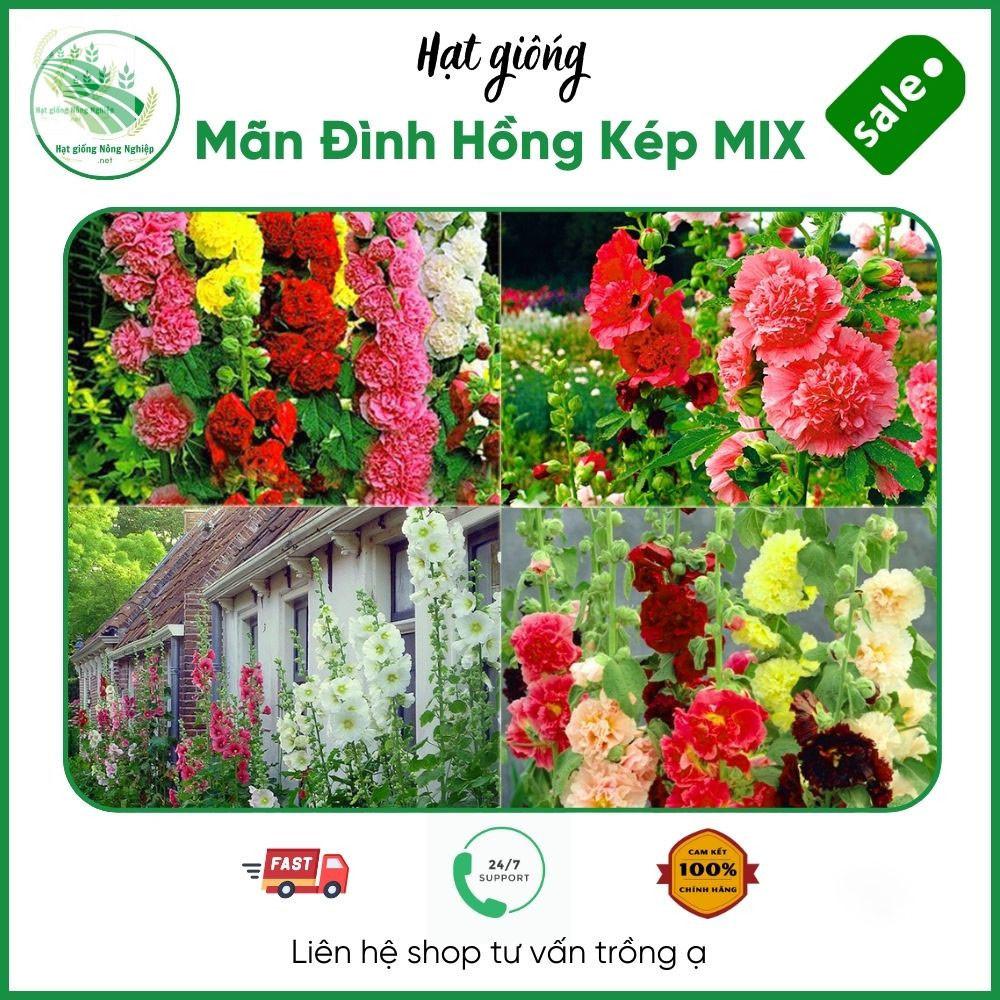 hạt giống hoa mãn đình hồng