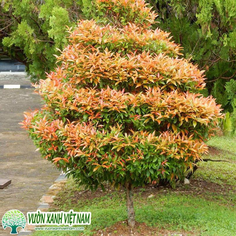 Cây Hồng Lộc