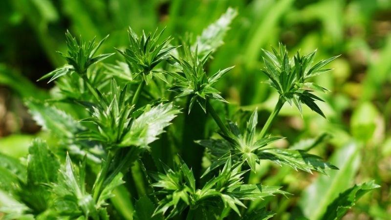 Tất cả các bộ phận của ngò gai đều được dùng làm thuốc
