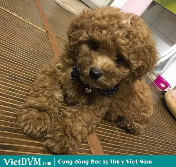 7 điều bạn chắc chắn phải biết về giống chó poodle