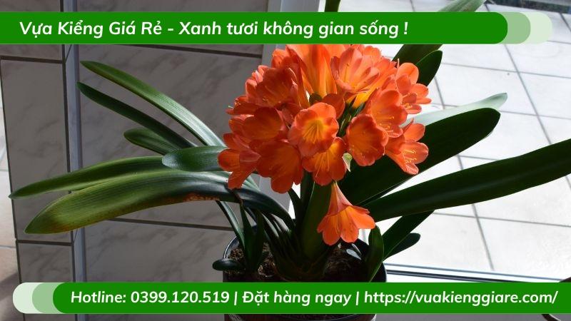 Cây lan quân tử trồng chậu để bàn