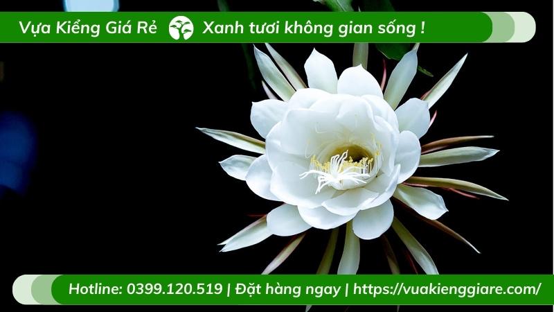 Cây hoa quỳnh trắng (chậu nhựa treo)