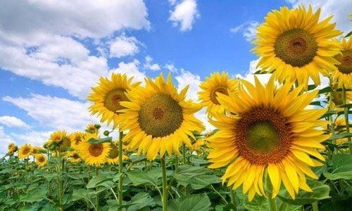 Tác dụng chữa bệnh của hoa hướng dương