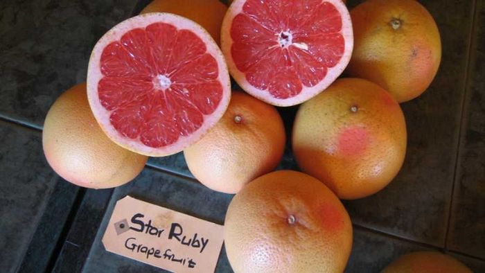 Bưởi chùm (Grapefruit) là gì? Pomelo và Grapefruit có điểm khác biệt không?