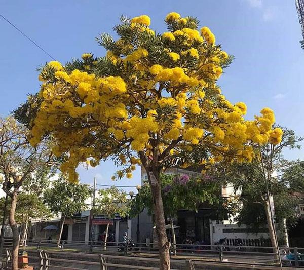 Cây Chuông Vàng - Cách trồng và chăm sóc | Vườn Ươm số 1