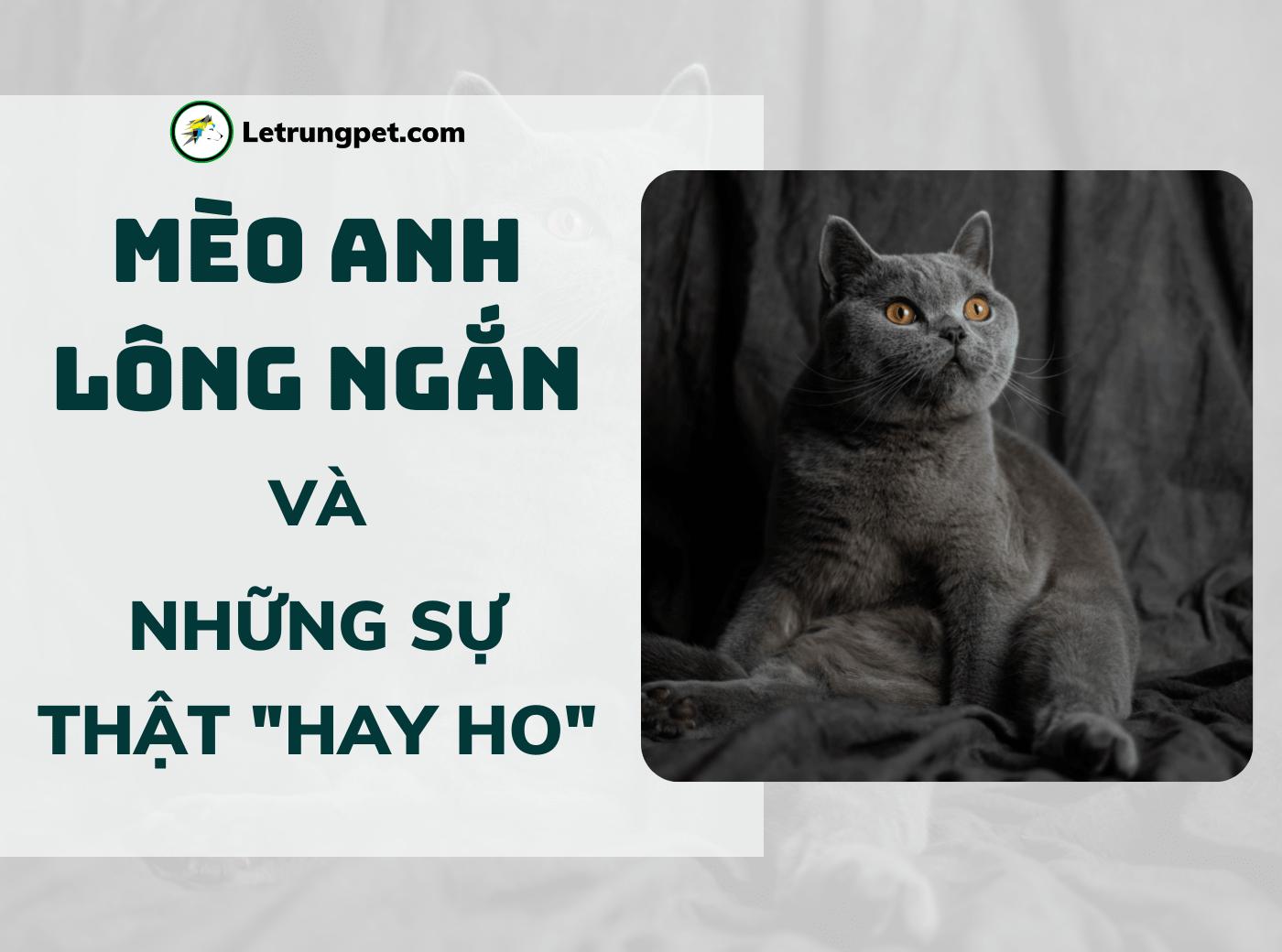 Anh Lông Ngắn - Màu Xám Xanh (MS 05)