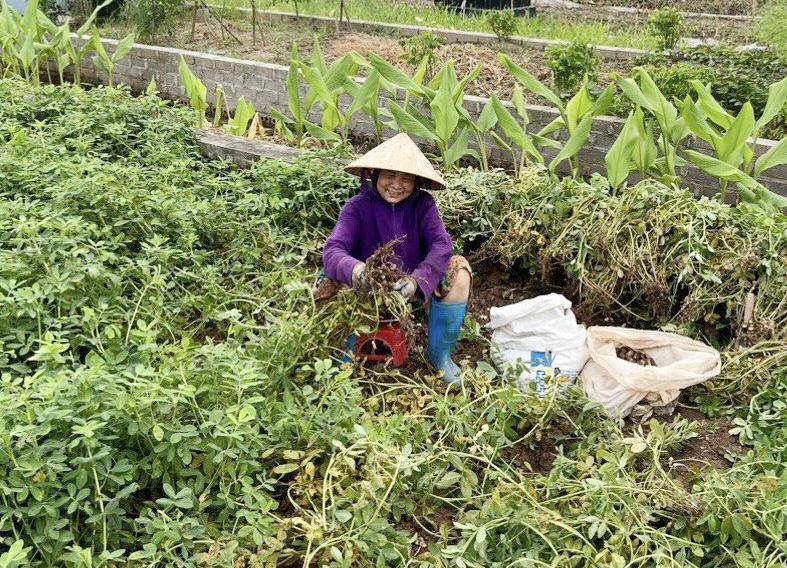 Khoái Châu: Vào vụ thu hoạch lạc