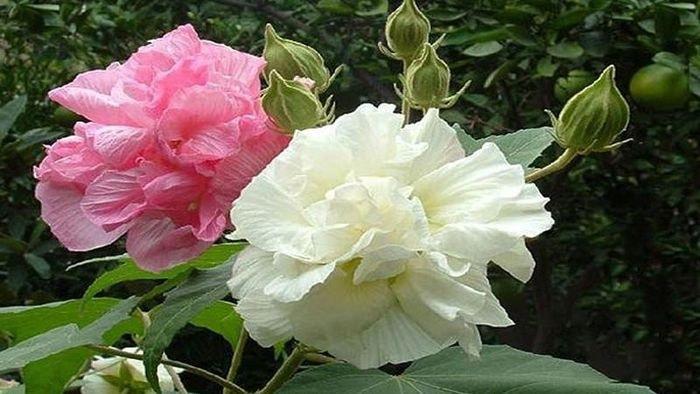 Hoa phù dung là một loài hoa xinh đẹp mang vẻ đẹp kiêu sa nhưng lại rất mong manh. Hoa phù dung tuy đẹp nhưng cuộc đời chúng rất ngắn ngủi. Người xưa lại có câu: “hoa phù dung sớm nở tối tàn”, nhiều người quan niệm loại hoa này mang đến sự kém may mắn vì vậy không nên dùng loại hoa này trong những ngày đầu năm mới.