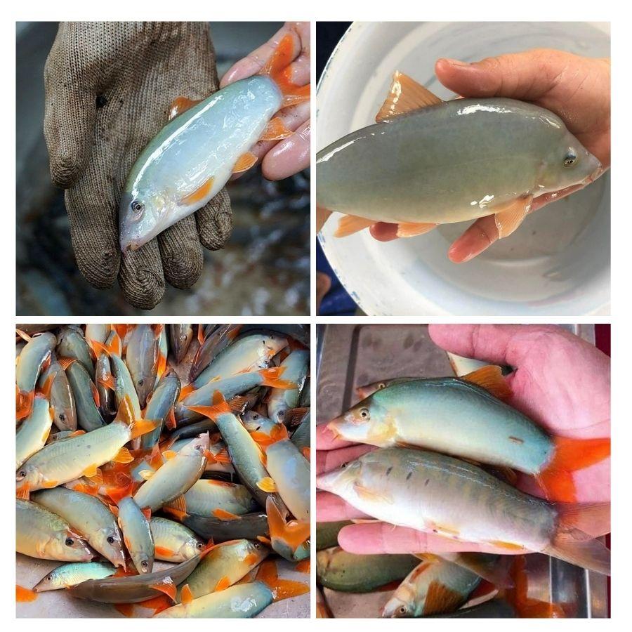 Cá Heo Nước Ngọt
