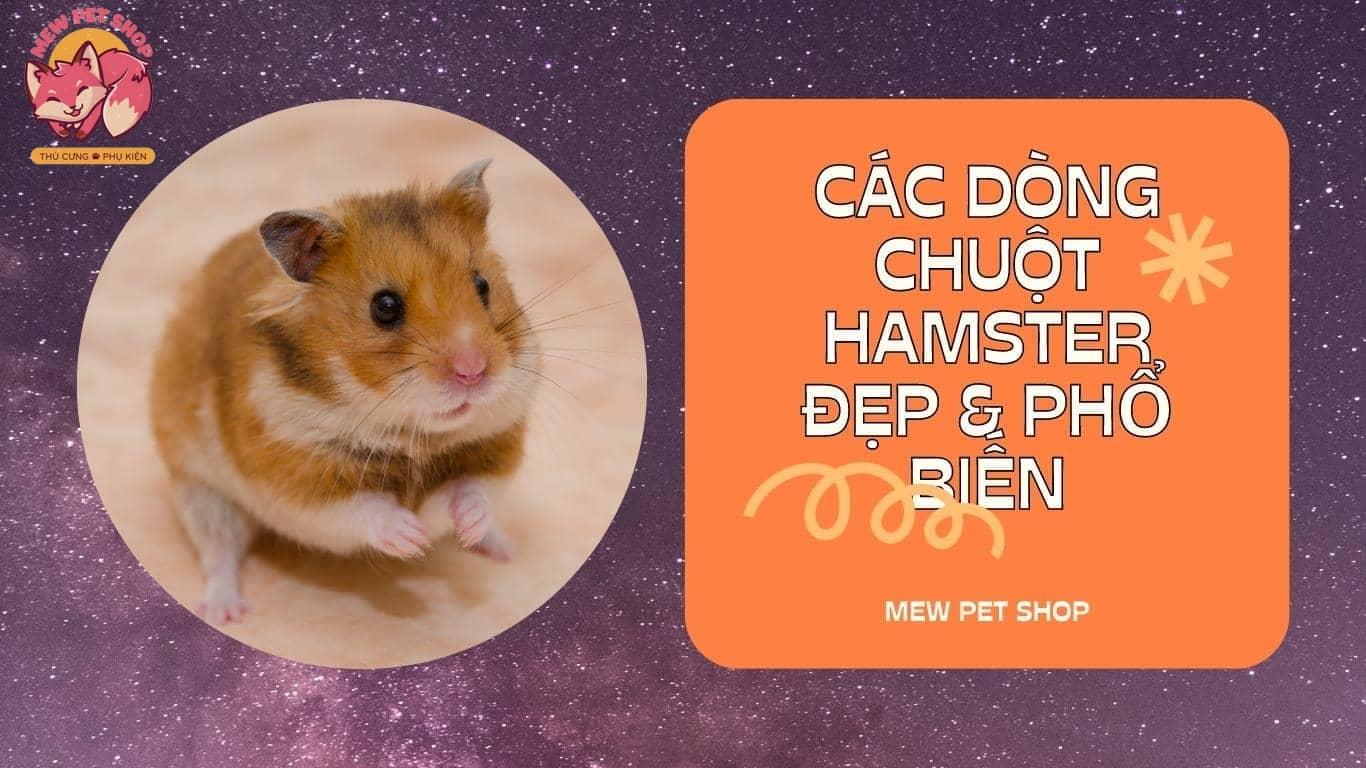 TOP Các Dòng Chuột Hamster Đẹp Phổ Biến Nhất Bạn Sẽ Thích