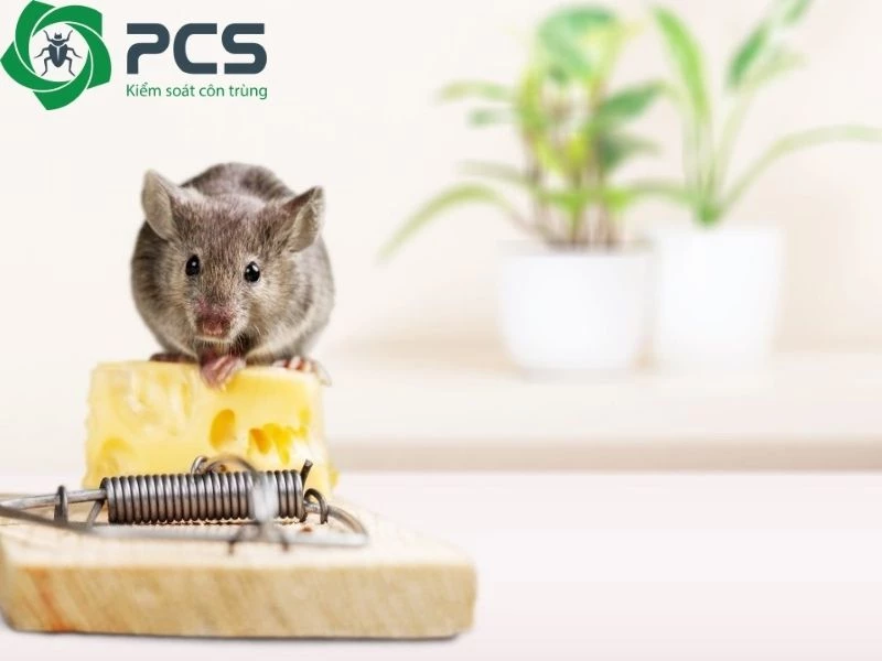 Top 10 Cách diệt chuột trong nhà hiệu quả tận gốc