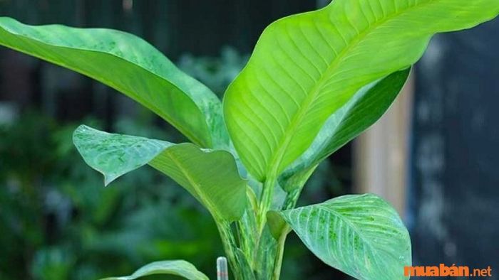 Cây đại phú gia hợp mệnh nào? Cách trồng và ý nghĩa phong thủy của cây đại phú gia