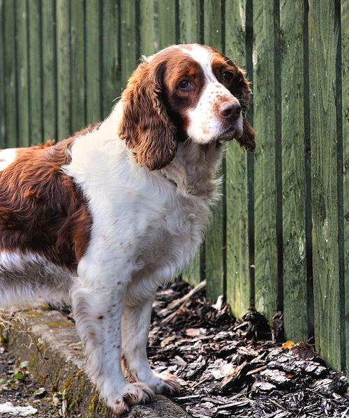 Chó Spaniel