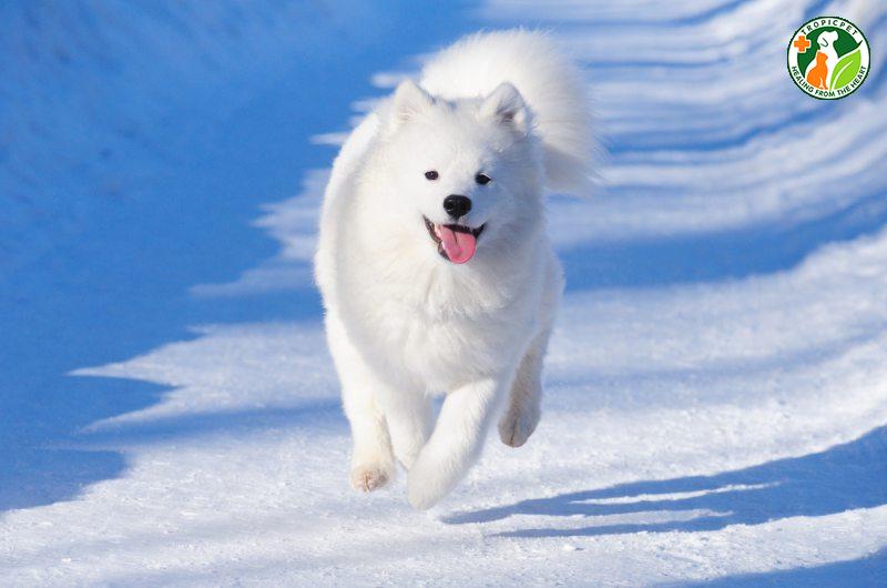 Sự thật về giống chó Samoyed, loài chó tuyết xinh đẹp
