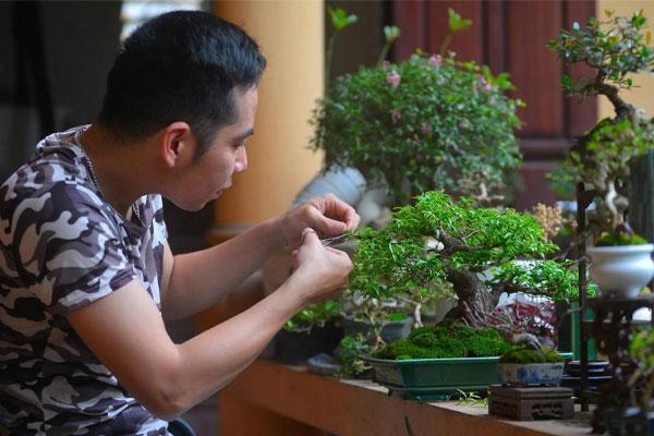 Tuyển chọn 33+ các thế cây bonsai đẹp quái, độc nhất Việt Nam